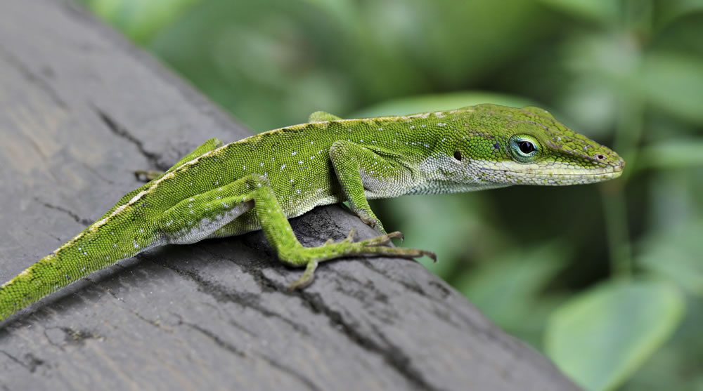 Green Anole Lizard Pet Care Tips Paragon Pets Information Opinion